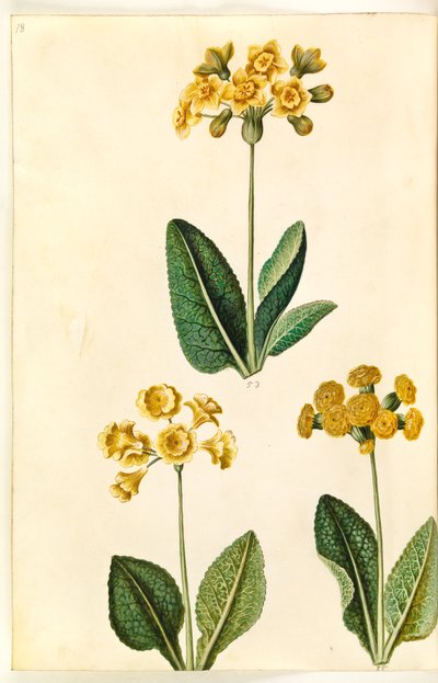 Primula ×polianta (?); Prímulas da primavera (?) de Hans Simon Holtzbecker