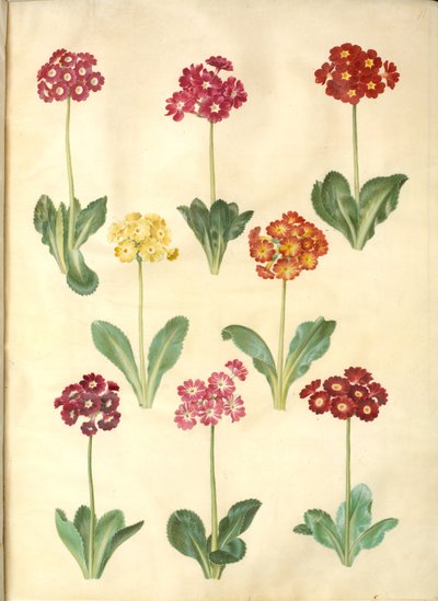 Primula ×pubescens (have-aurikel) de Hans Simon Holtzbecker