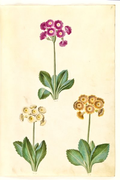 Primula ×pubescens (have-aurikel) de Hans Simon Holtzbecker