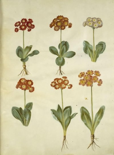 Primula ×pubescens (have-aurikel) de Hans Simon Holtzbecker