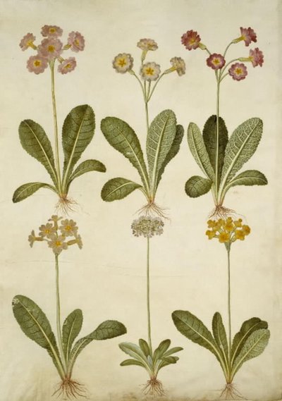 Primula veris (híbrido de feijão-fradinho); Primula farinosa (feijão florido) de Hans Simon Holtzbecker