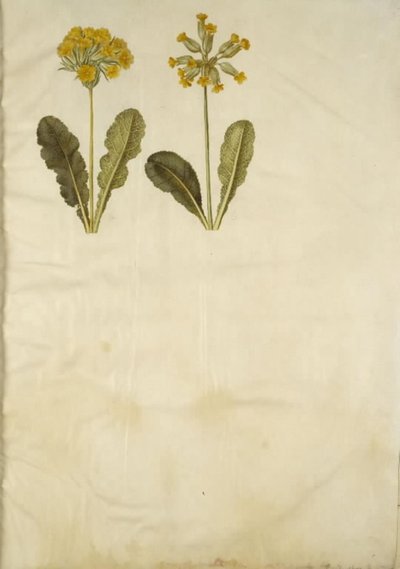 Primula veris (híbrido de feijão-fradinho); Primula veris (feijão de pescoço oco) de Hans Simon Holtzbecker