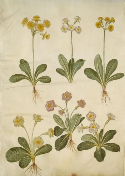 Primula veris (híbrido de feijão-fradinho); Primula vulgaris (híbrido de feijão-fradinho de flor grande) de Hans Simon Holtzbecker