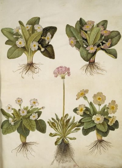 Primula vulgaris (híbrido de prímula de flores grandes); Primula farinosa (feijão florido) de Hans Simon Holtzbecker