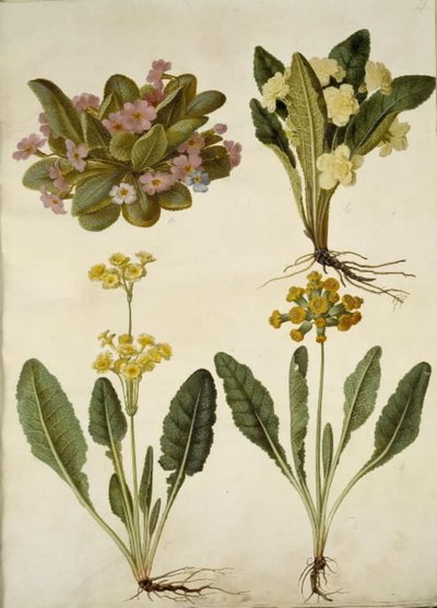 Primula vulgaris (prímula de carnaval); Primula vulgaris (híbrido de prímula de flores grandes); Primula veris (híbrido de feijão-fradinho de pescoço oco) de Hans Simon Holtzbecker