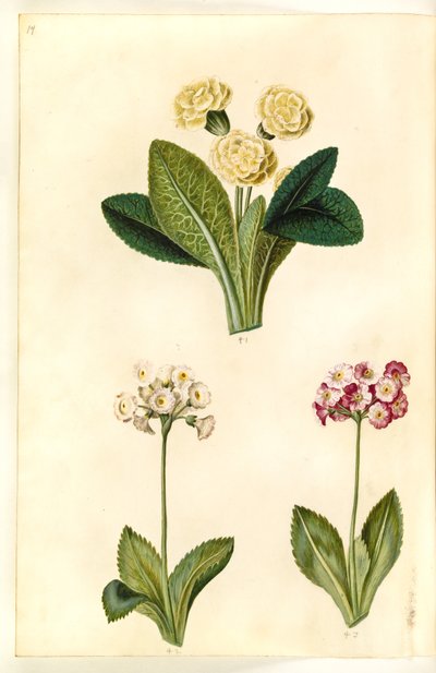 Primula vulgaris (prímula de flores grandes); Primula ×pubescens (aurícula do jardim) de Hans Simon Holtzbecker