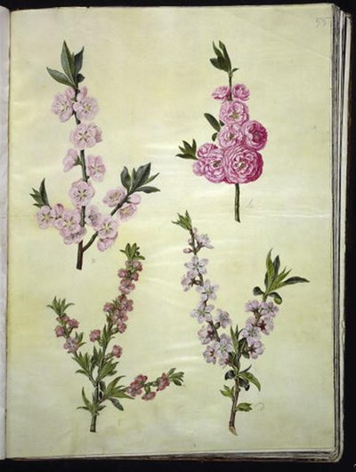 Prunus dulcis (amêndoa); Prunus persica de Hans Simon Holtzbecker
