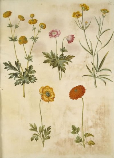 Ranunculus acris (guldknap-ranunkel); Anêmona nemorosa (hvid anêmona); Ranunculus Illyricus (estepe-ranunkel); Ranunculus asiatica (ter-ranunkel) de Hans Simon Holtzbecker