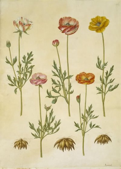 Ranunculus asiatica (ter-ranunkel) de Hans Simon Holtzbecker