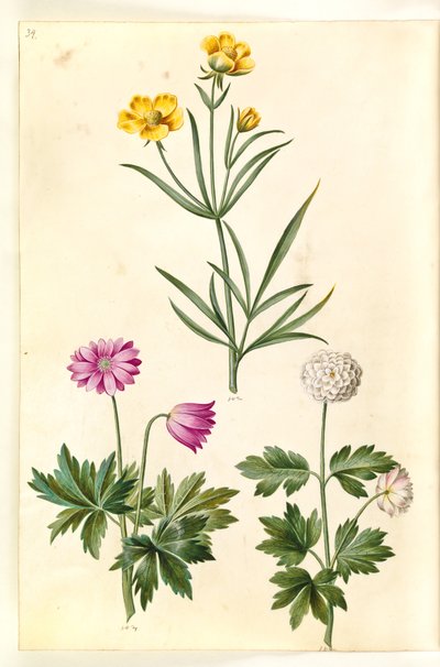 Ranunculus Illyricus (estepe-ranunkel); Anêmona da floresta (hvid anêmona) de Hans Simon Holtzbecker