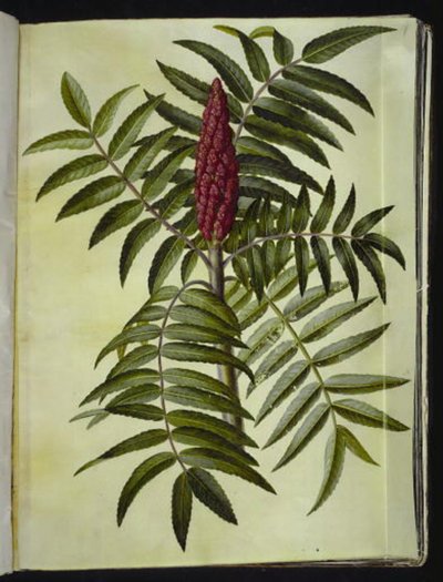 Rhus typhina (árvore de veado) de Hans Simon Holtzbecker