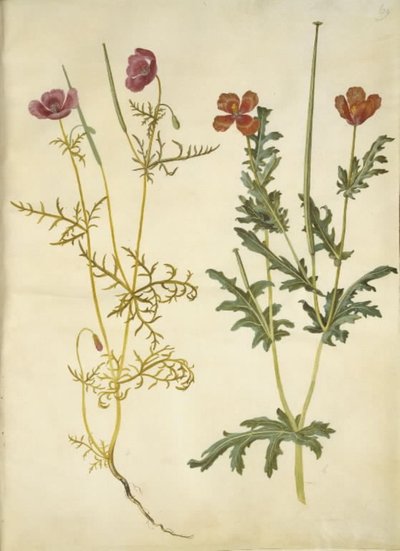 Roemeria hybrida (hornvalmue violeta); Glaucium horniculatum (rød hornskulpe) de Hans Simon Holtzbecker