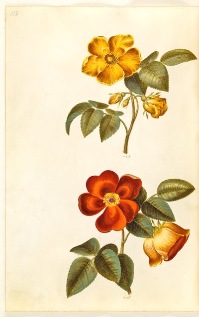 Rosa foetida (rosa amarela); Rosa foetida (rosa turca) de Hans Simon Holtzbecker
