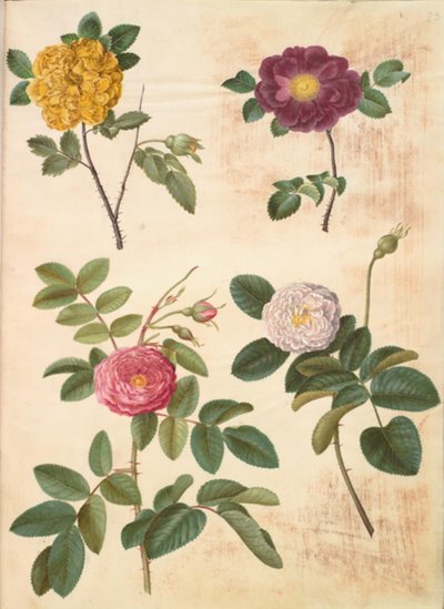 Rosa hemisphaerica (rosa amarela sulfurosa); Rosa gallica (rosa de veludo); Rosa ×damascena (rosa damascena) de Hans Simon Holtzbecker