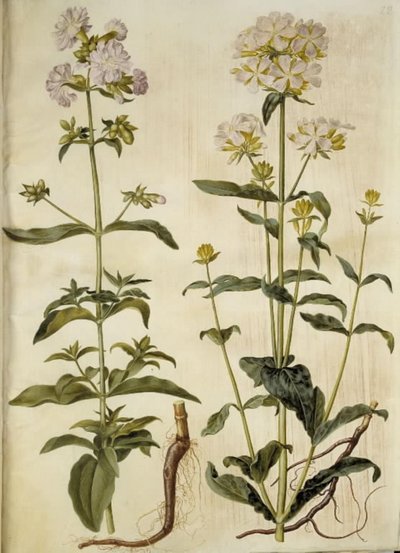 Saponaria officinalis (sabão comum) de Hans Simon Holtzbecker