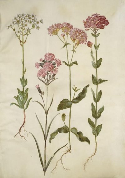 Saxifraga paniculata (rocha saxifraga); Silene viscaria (cravo de alcatrão comum); Silene armeria (nó de cal); de Hans Simon Holtzbecker