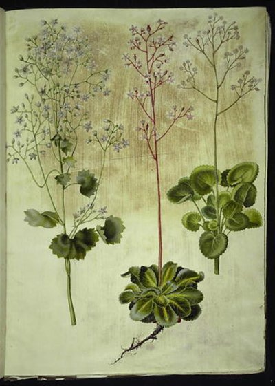 Saxifraga rotundifolia (arroba de folhas redondas); Saxifraga umbrosa (Shadow Saxifrage); Saxifraga geum (flor de porcelana) de Hans Simon Holtzbecker