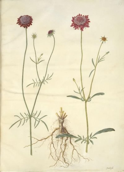 Scabiosa atropurpurea (enkeblomst) de Hans Simon Holtzbecker