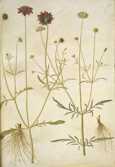 Scabiosa atropurpurea (enkeblomst); Scabiosa columbaria (dois-skabiose) de Hans Simon Holtzbecker