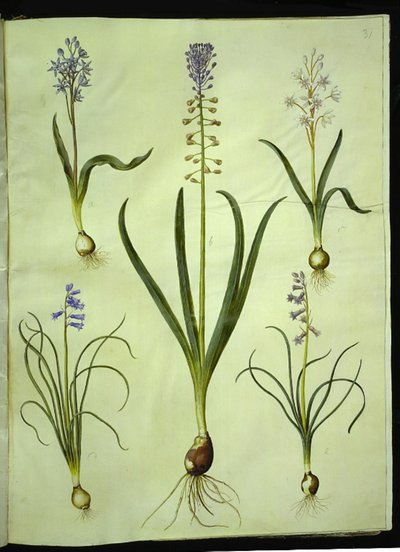 Scilla bifolia (scilla de duas folhas); Muscari comosum (jacinto do crepúsculo); Brimeura amethystina (jacinto dos Pirenéus) de Hans Simon Holtzbecker
