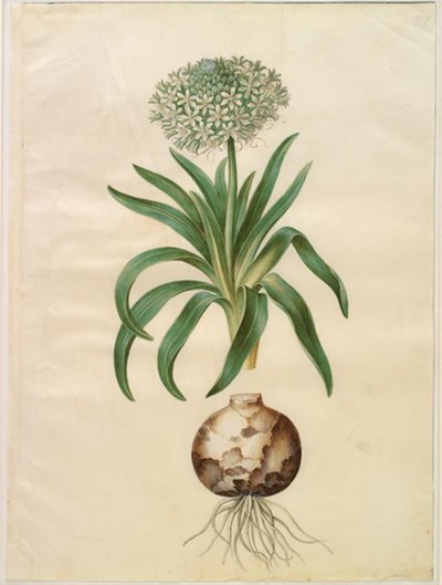 Scilla peruviana (scilla gigante) de Hans Simon Holtzbecker