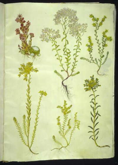 Sempervivum arachnoideum (cebola de teia de aranha); Álbum de Sedum (pedra branca); Sedum acre (pedra de pedra mordente); Sedum rupestre (pedra de montanha); Sedum sexangulare (stonewort de seis fileiras) de Hans Simon Holtzbecker