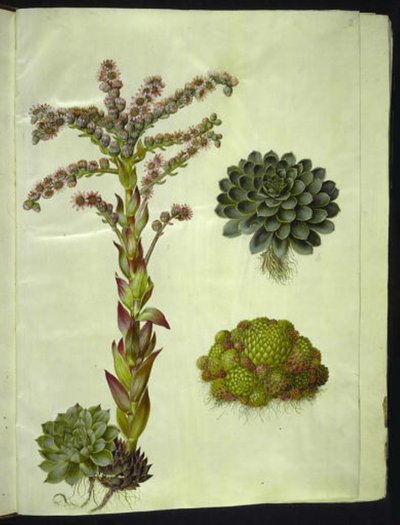 Telhados eternos (almindelig husløg); Montanha sempre verde (bjerg-husløg) de Hans Simon Holtzbecker