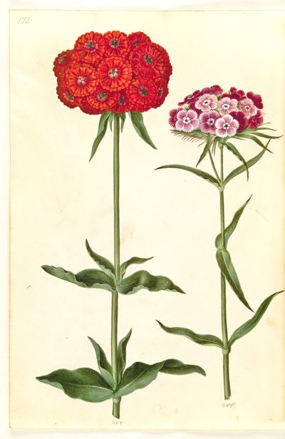 Silene calcedônica (amor ardente); Dianthus barbatus (cravo estudante) de Hans Simon Holtzbecker
