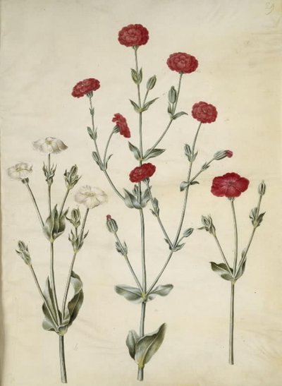 Silene coronaria (ouriço-do-mar da coroa) de Hans Simon Holtzbecker