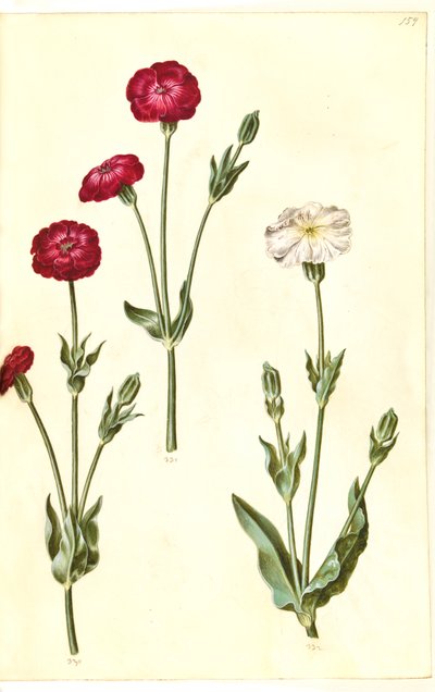 Silene coronaria (ouriço-do-mar da coroa) de Hans Simon Holtzbecker