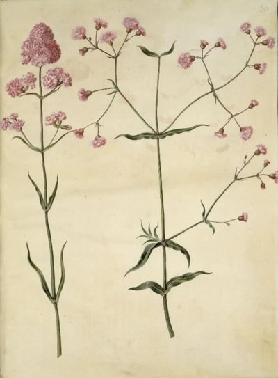 Silene viscaria (cravo de alcatrão comum); Silene (coroa de cortiça) de Hans Simon Holtzbecker