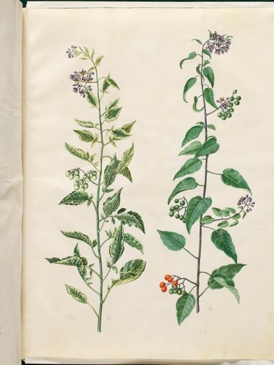 Solanum dulcamara (solanum agridoce) de Hans Simon Holtzbecker