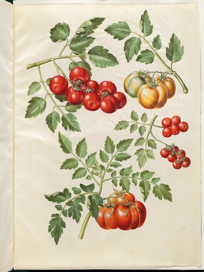 Solanum lycopersicum L. (tomate almindelig) de Hans Simon Holtzbecker