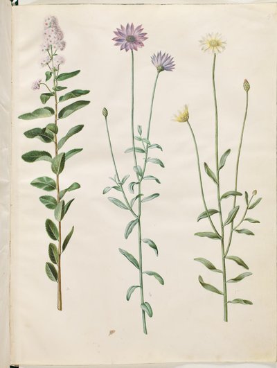 Spiraea salicifolia (spirea pilebladed); Catananche azul (blå rasleblomst) de Hans Simon Holtzbecker