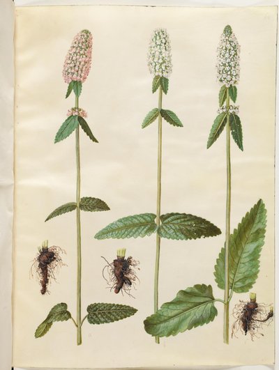Stachys officinalis (betonia médica) de Hans Simon Holtzbecker