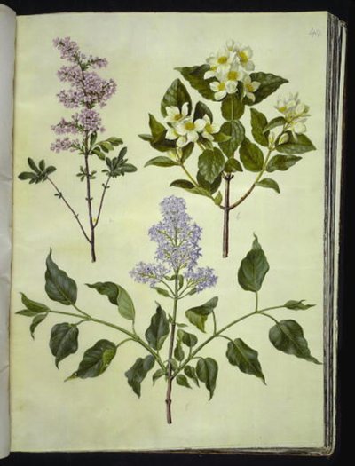 Syringa ×persica (azeda persa); Philadelphus coronarius (pau de cachimbo perfumado); Syringa vulgaris (azeda comum) de Hans Simon Holtzbecker