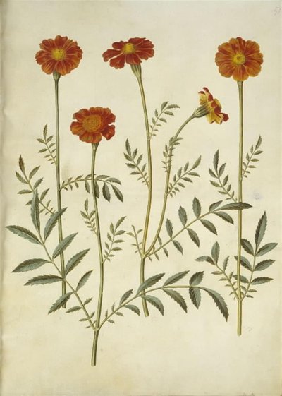 Tagetes patula (flor de veludo barrado) de Hans Simon Holtzbecker