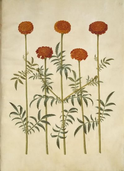 Tagetes patula (flor de veludo barrado) de Hans Simon Holtzbecker