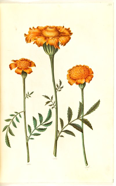 Tagetes patula (flor de veludo barrado) de Hans Simon Holtzbecker