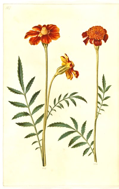 Tagetes patula (flor de veludo barrado) de Hans Simon Holtzbecker
