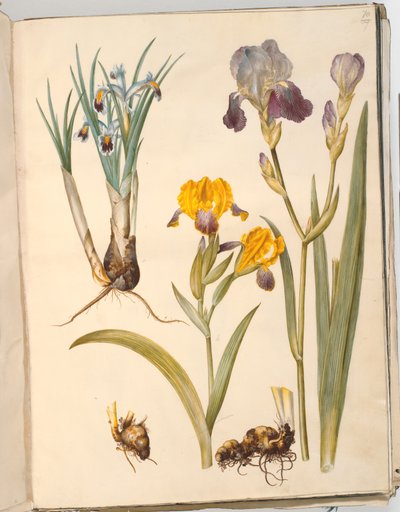Título: Iris persica (íris persa); Iris variegata (íris variegada); Íris ×sambucina (íris de prateleira) de Hans Simon Holtzbecker