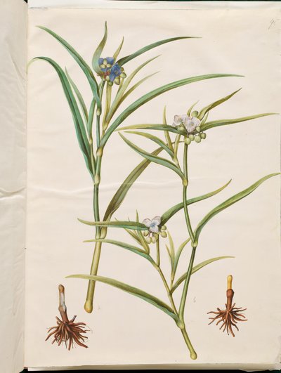 Tradescantia virginiana ou Tradescantia ohiensis (judeu da flor ou judeu da flor de ohio) de Hans Simon Holtzbecker
