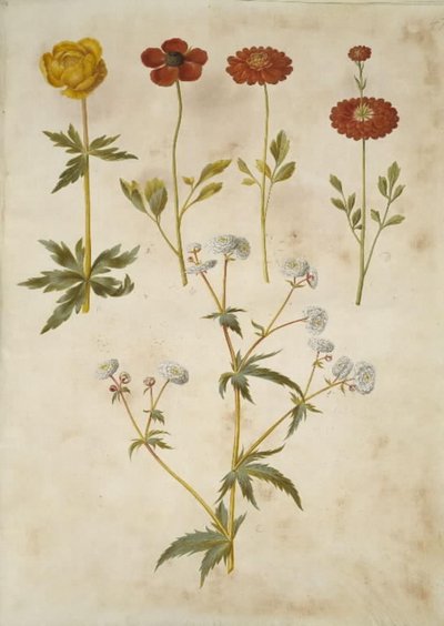 Trollius europaeus (ameixa do prado europeu); Ranunculus asiaticus (bolinho de ouro de jardim); Ranunculus aconitifolius (botão de ouro botão de prata) de Hans Simon Holtzbecker