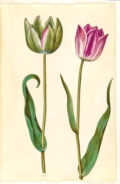 Tulipa gesneriana (ter-tulipan) de Hans Simon Holtzbecker
