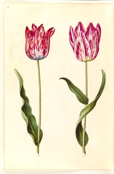 Tulipa gesneriana (ter-tulipan) de Hans Simon Holtzbecker