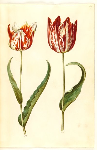 Tulipa gesneriana (ter-tulipan) de Hans Simon Holtzbecker