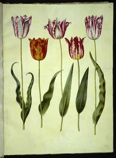 Tulipa gesneriana (ter-tulipan) de Hans Simon Holtzbecker