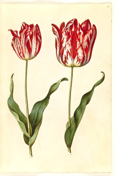 Tulipa gesneriana (ter-tulipan) de Hans Simon Holtzbecker