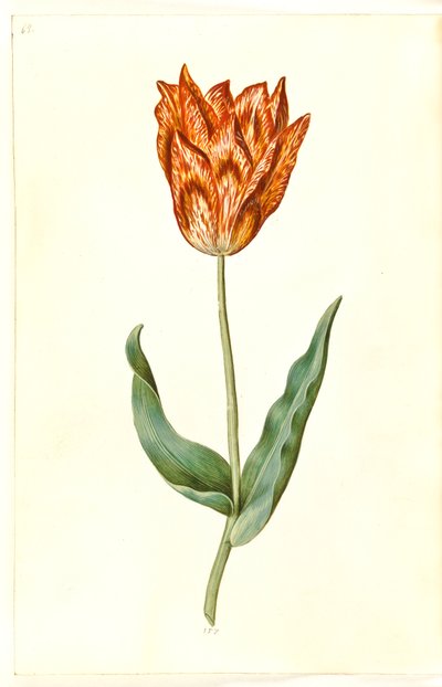Tulipa gesneriana (ter-tulipan) de Hans Simon Holtzbecker