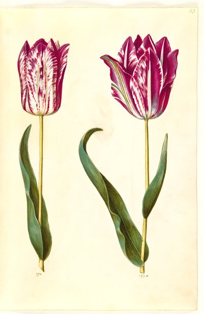 Tulipa gesneriana (ter-tulipan) de Hans Simon Holtzbecker